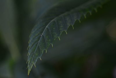 Close-up of green leaves