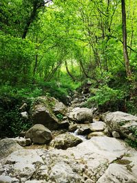 Stream flowing through rocks in forest