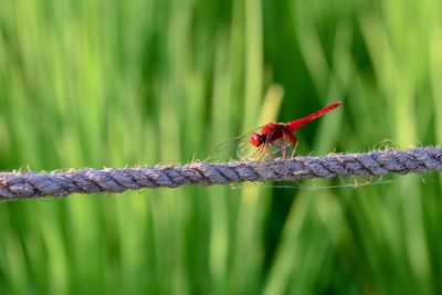 Close-up of insect on plant