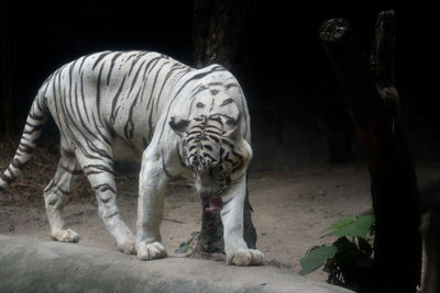 Zebras in a zoo