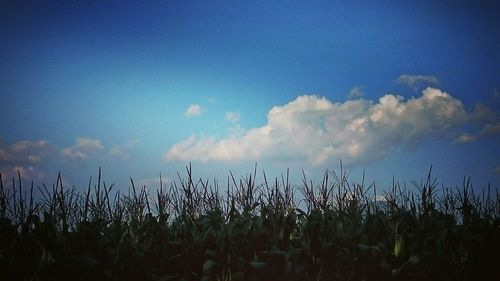 Scenic view of field against clear sky