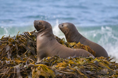 Close-up of sea lion