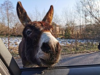 Close-up of horse in car