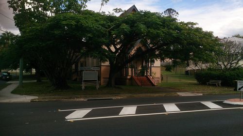 Trees along road