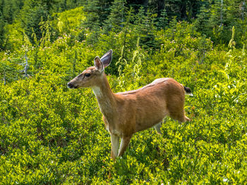 Side view of deer standing in forest