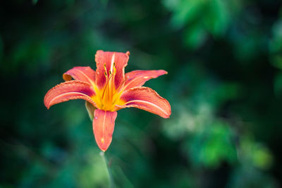 Close-up of flower blooming