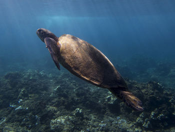 Close-up of turtle swimming in sea