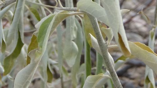 Close-up of plant