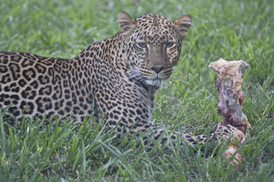 View of an animal on field in forest