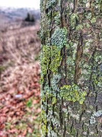 Close-up of tree trunk