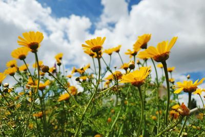 Close-up of yellow flowering plants on field