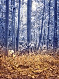 View of tree trunk in forest