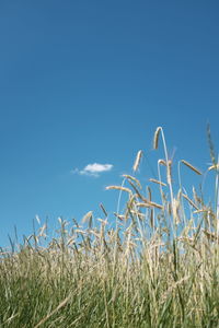 Close-up of grass against clear blue sky