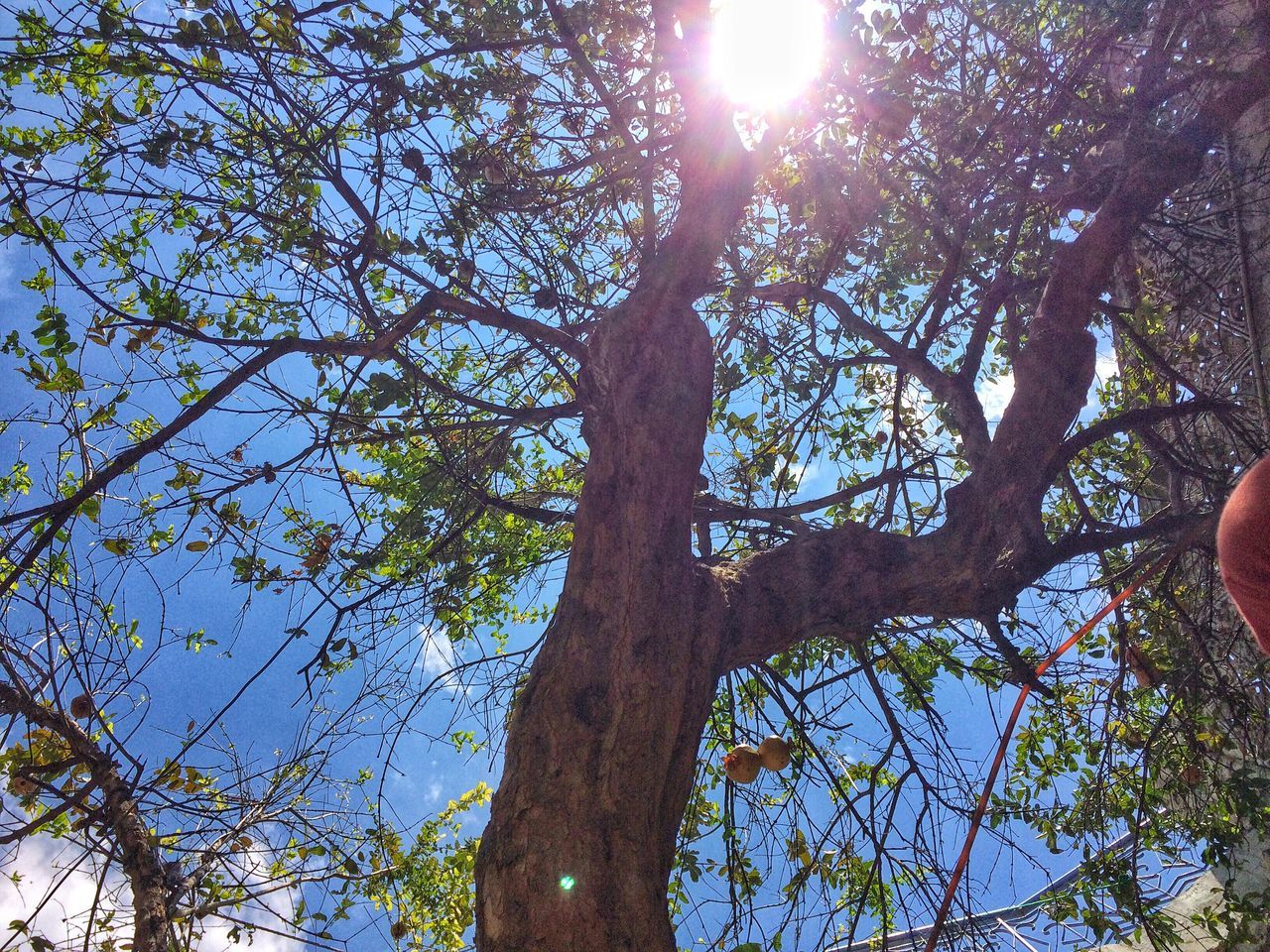 tree, low angle view, branch, tree trunk, growth, sunlight, sun, nature, scenics, day, sky, tranquil scene, tranquility, beauty in nature, outdoors, lens flare, sunbeam, blue, single tree, green color, bright, no people