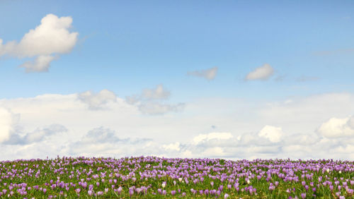 Purple flowering plants on field against sky