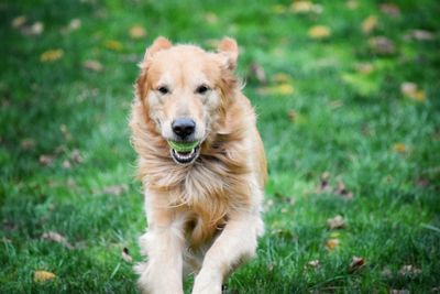 Dog on grass