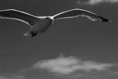 Low angle view of seagull flying against sky