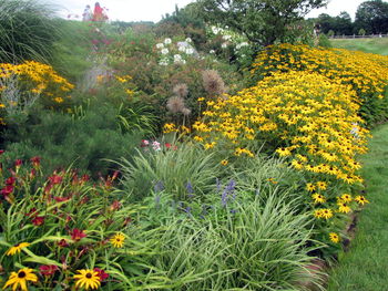 Yellow flowers blooming on field
