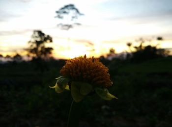 Close-up of thistle blooming on field against sky