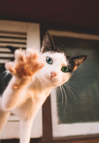 Close-up portrait of cat at home