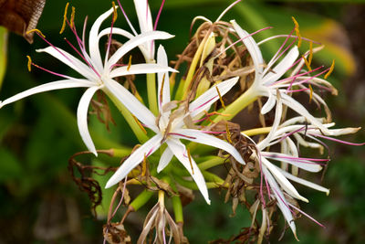 Close-up of wilted flowers
