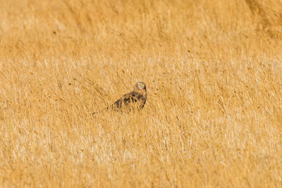 High angle view of bird on field