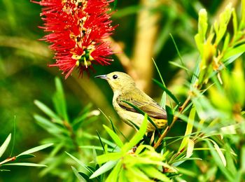 Close-up of a bird on flower