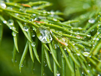 Close-up of water drops on leaf