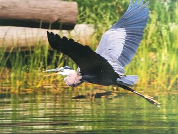 High angle view of gray heron flying over lake