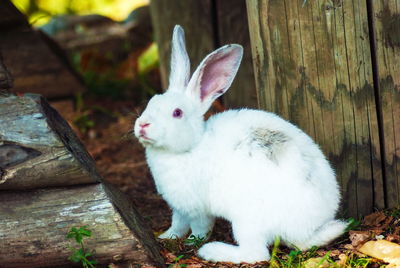 Close-up of a rabbit