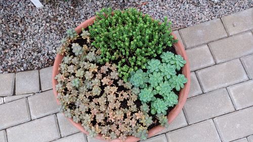 High angle view of plants on sidewalk