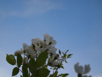 Low angle view of white flowering plant against clear sky