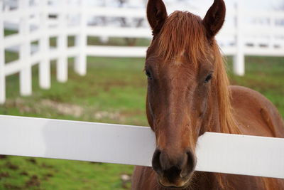 Close-up of horse in field