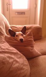 Portrait of dog relaxing on sofa at home