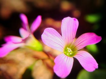 Close-up of pink flower blooming outdoors