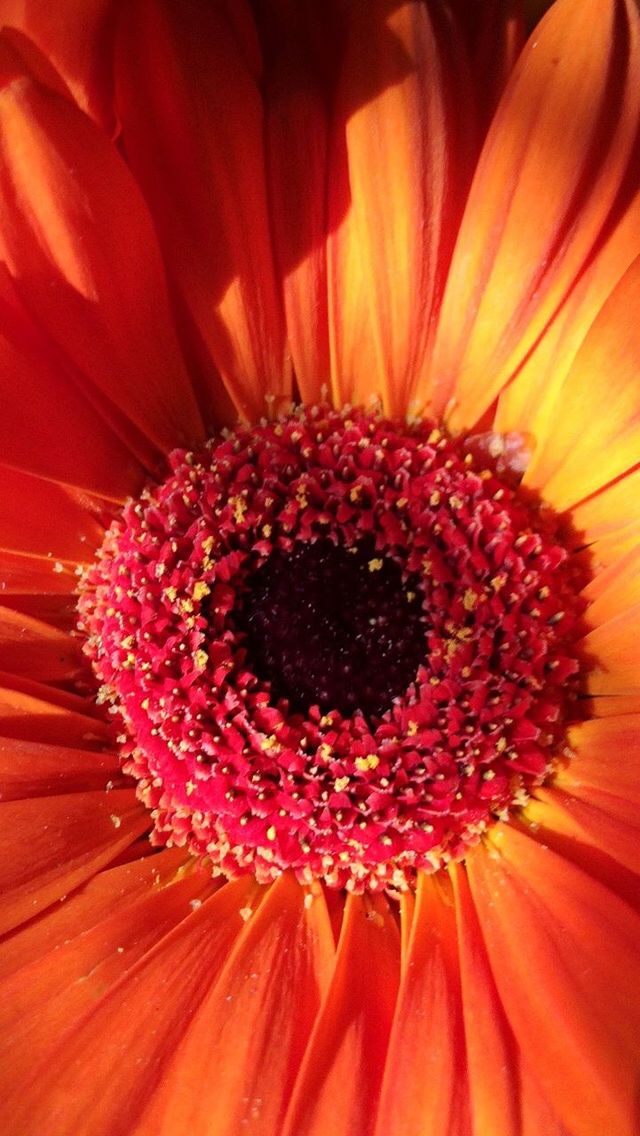 freshness, fragility, flower head, flower, petal, close-up, backgrounds, macro, beauty in nature, full frame, pollen, single flower, growth, blossom, springtime, extreme close-up, vibrant color, stamen, gerbera daisy, in bloom, elegance, detail, nature, botany, red, daisy, bloom, extreme close up, softness, exoticism, orange color, day, soft focus