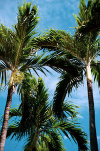 Low angle view of palm trees against sky