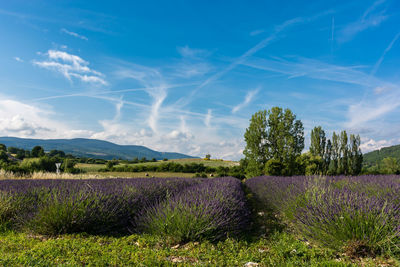 Scenic view of field against cloudy sky