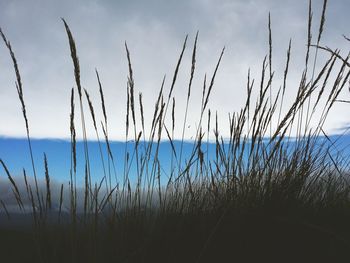 Close-up of silhouette plants against sky