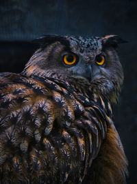 Close-up portrait of owl