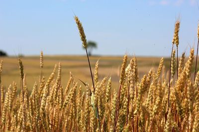 Close-up of wheat growing in field