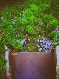 Plants growing on tree