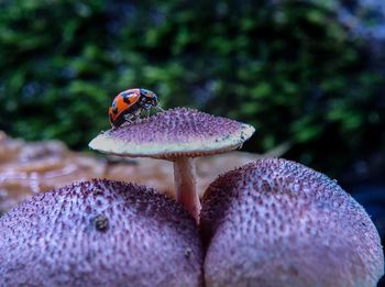 Close-up of mushroom growing on plant
