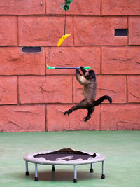 View of cat jumping against brick wall