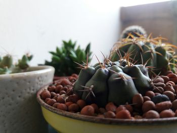 Detail shot of cactus plants