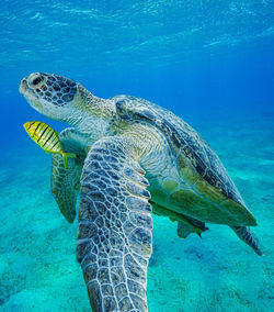animal wildlife