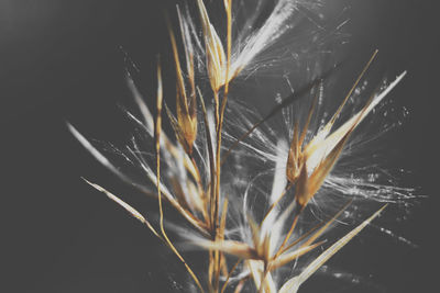 Close-up of plant growing on field