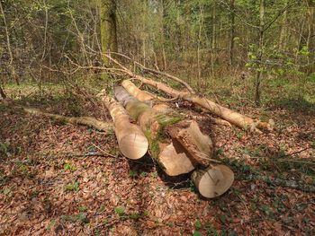 View of tree trunk on field