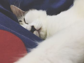 Close-up of cat sleeping