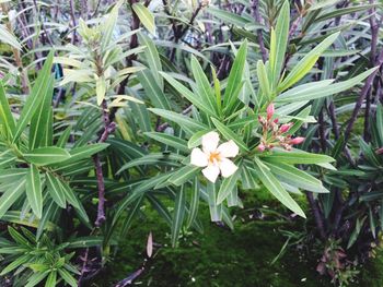 Close-up of flowers blooming outdoors